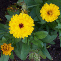 Calendula